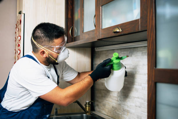 Wasp Removal Services in Blackhawk, SD